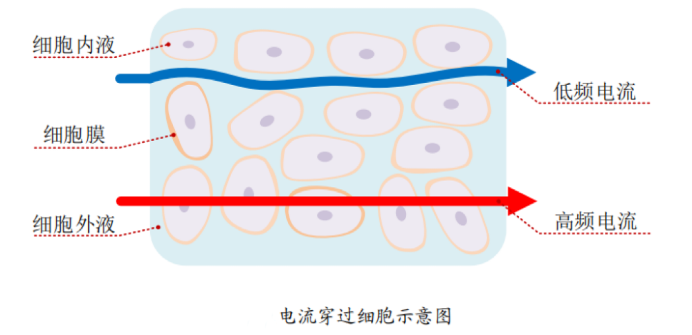 脂的？数据准确吗？一起来了解pg模拟器体脂秤是怎么测出体(图3)
